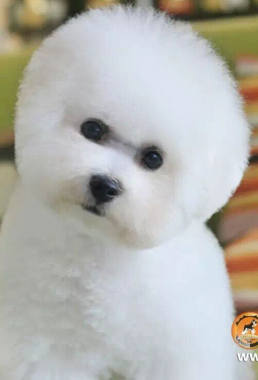 迷人的小比熊Kaken去新家啦,恭喜鄧小姐成為小家伙的新主人!